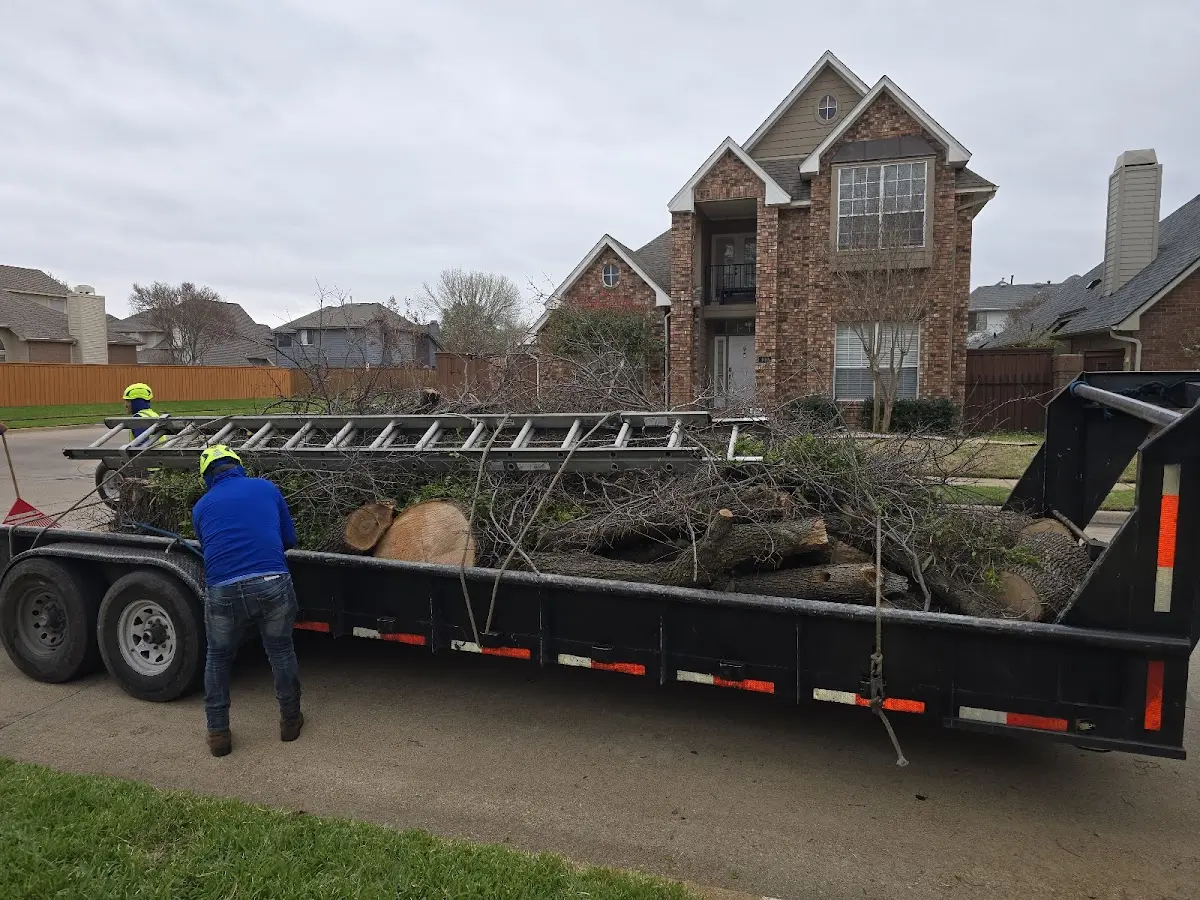 Expert Tree Removal with proper safety equipment in Castle Rock